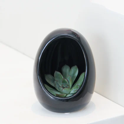 Echeveria Plant Egg Shape