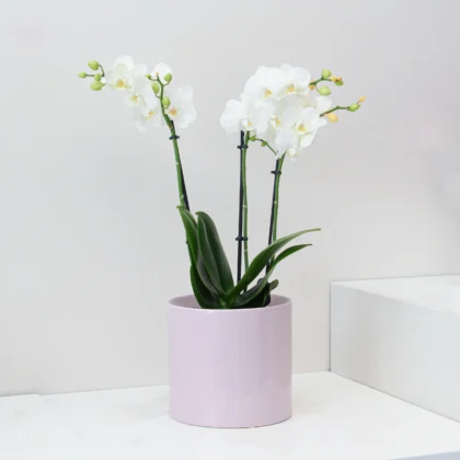 Phalaenopsis Plant 02