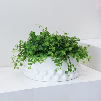 Peperomia Rotundifolia 03