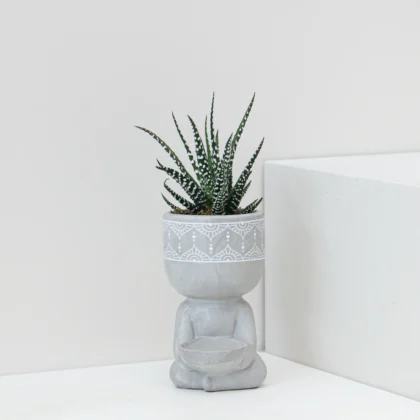 Haworthia Fasciata Plant 01