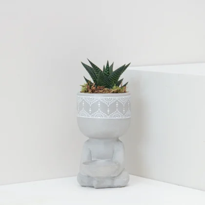 Haworthia Limifolia Plant 01