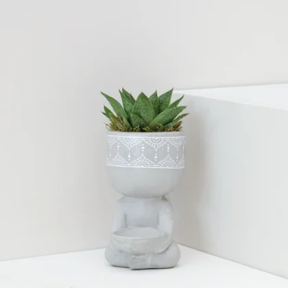 Succlent Mix Plant 01