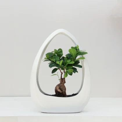 Ficus Microcarpa Plant 01