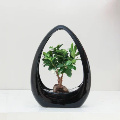 Ficus Microcarpa Plant 02