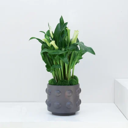 Zantedeschia Plant 02