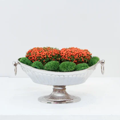 Nertera granadensis Plant 01