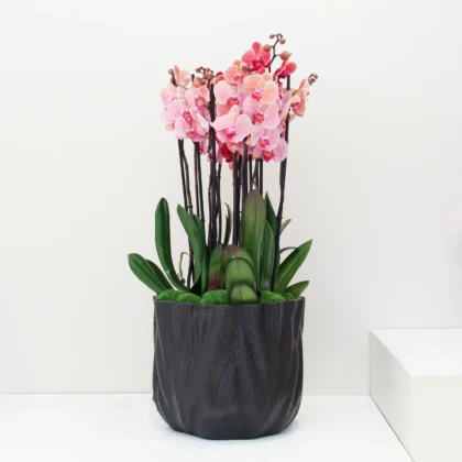 Phalaenopsis Plant 04