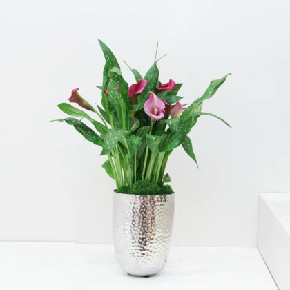 Zantedeschia Plant 03