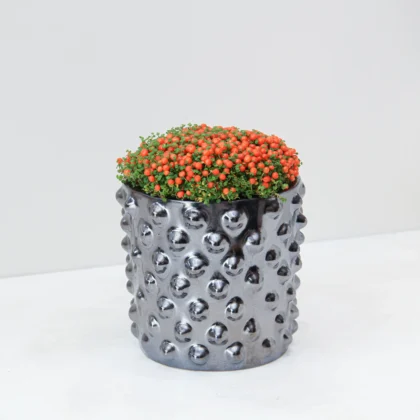 Nertera Granadensis Plant 02