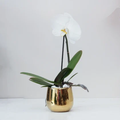 Phalaenopsis Plant 06