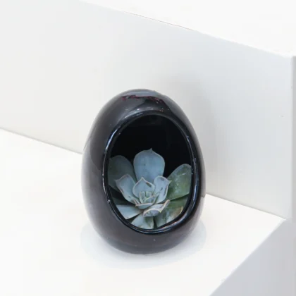 Echeveria Plant Egg Shape 02