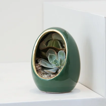 Echeveria Plant Egg Shape 04