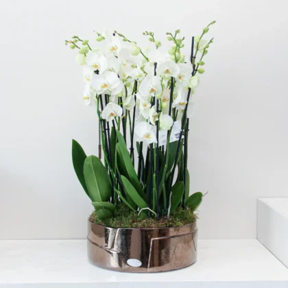 Phalaenopsis Plant 02